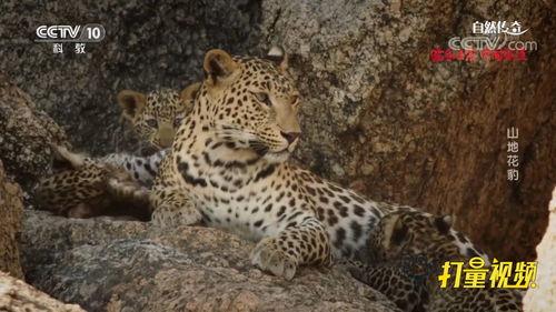 花豹视频,野性之美与生存智慧