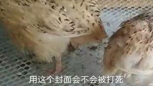 野鸡下蛋视频,真实视频带你一探究竟